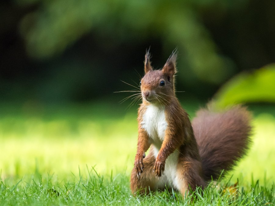 brown squirrel on a green landscape background