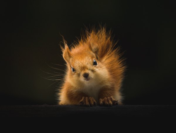 front view of a cute red squirrel