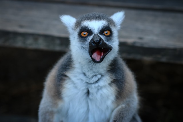 an unknown species lemur