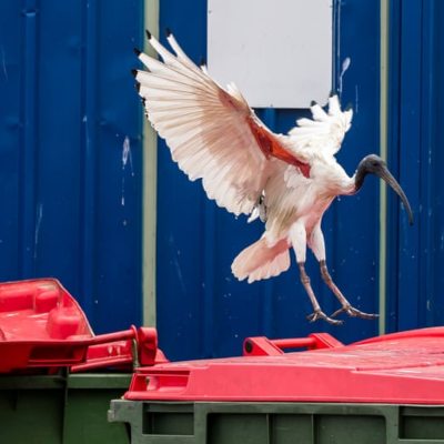 white ibis landing on red garbage can