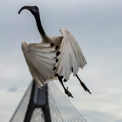 white ibis flying up in the air