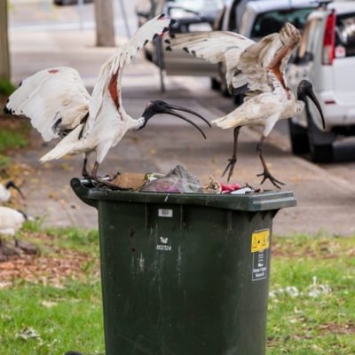 dirty ibises on a full garbage can