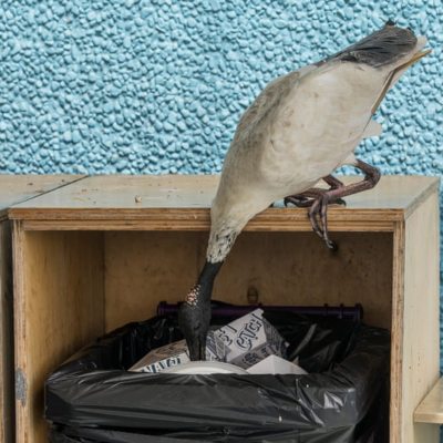 ibis reaching into a garbage bin