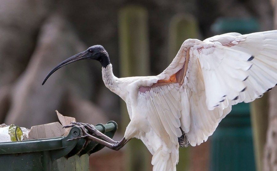 an Australian White Ibis or trash bird