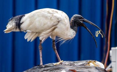 a white ibis eating trash