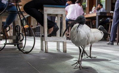 white ibises stalking their prey